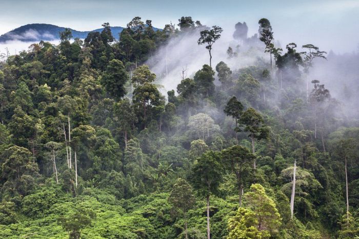 9 Daerah Penghasil Hutan Terbesar Di Indonesia