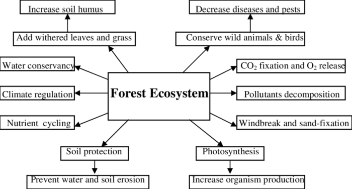 Fungsi dan ciri ciri hutan konservasi