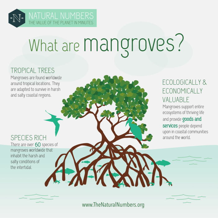 Fungsi dan ciri ciri hutan mangrove