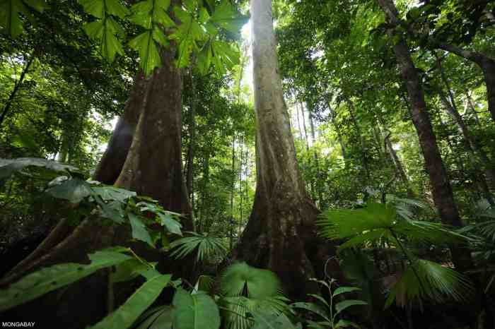 9 hutan di indonesia yang paling terkenal