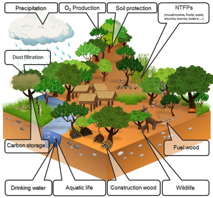 Fungsi dan ciri ciri hutan lindung