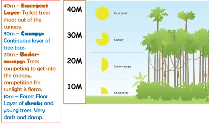 Fungsi dan ciri ciri hutan hujan tropis