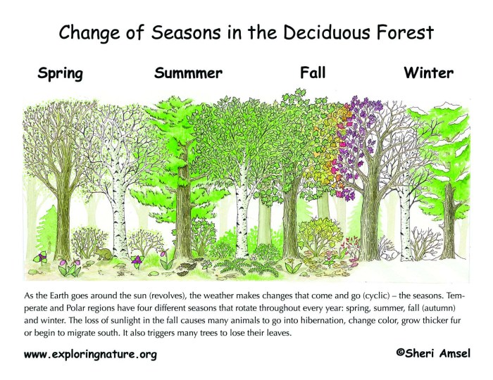 Fungsi dan ciri ciri hutan musim