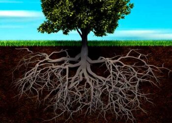 Jenis jenis Akar pohon yang merusak pondasi