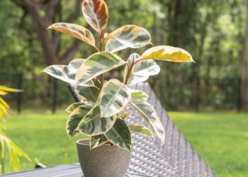 Pohon Karet: Ciri-ciri, Habitat, Cara Menanam