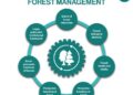Pengelolaan Hutan Produksi Lestari: Definisi, Sertifikasi