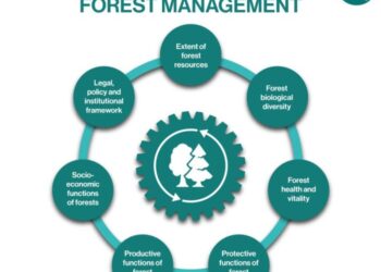 Pengelolaan Hutan Produksi Lestari: Definisi, Sertifikasi