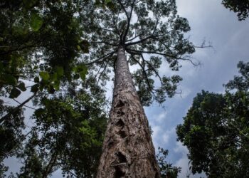 Pohon Damar: Klasifikasi, Ciri-ciri, Jenis, Habitat, manfaat