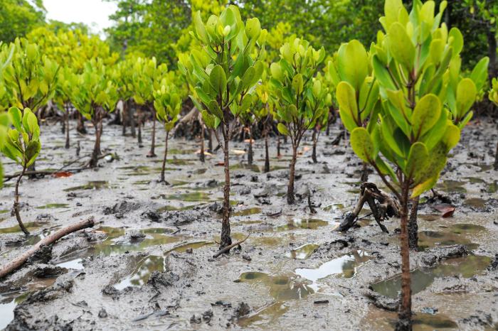 Cara Menanam Mangrove Dengan Benar