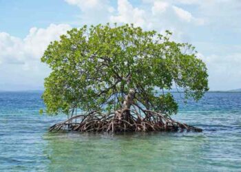 Jenis Jenis Buah Mangrove ...