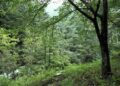 7 Contoh Hutan Produksi dan Ekosistem didalamnya