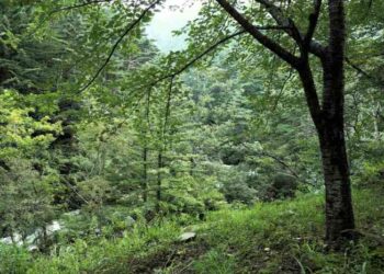 7 Contoh Hutan Produksi dan Ekosistem didalamnya