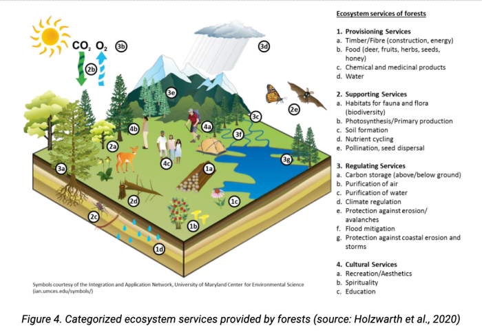 Hutan Konservasi Adalah: Fungsi, Jenis, dan Pengertian