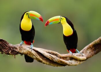 10 Hewan Endemik Hutan Hujan Tropis