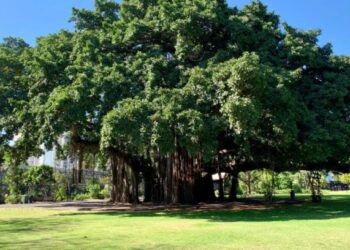 Pohon Beringin: Ciri-ciri, Jenis, Fakta dan Manfaat