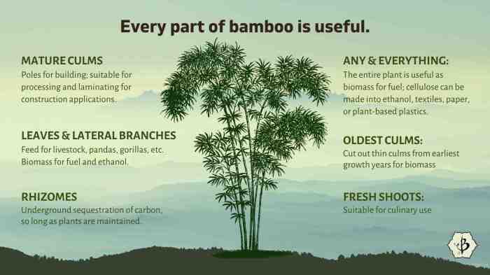 10+ Manfaat Pohon Bambu bagi Lingkungan