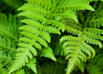 Tumbuhan Paku Adalah: Ciri-ciri, Jenis dan manfaat