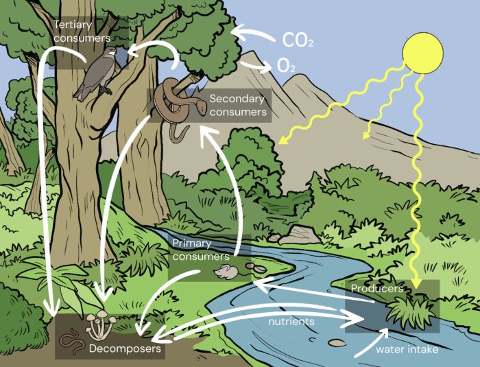 Ekosistem Hutan: Pengertian, Jenis, Ciri, Komponen