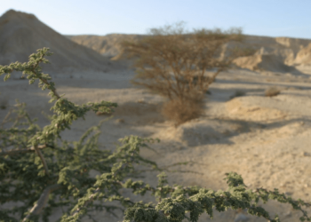 Mengenal Pohon Gharqad, manfaat dan tips perawatan