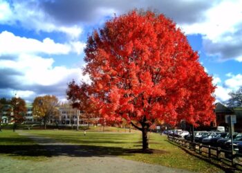 10+ Pohon Peneduh Rumah yang Cocok untuk Halaman