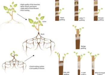 Mencangkok: Teknik Perkembangbiakan Secara Vegetatif