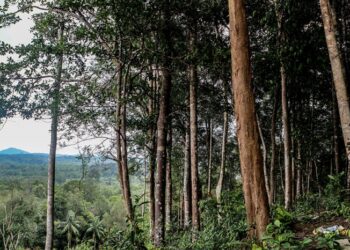 Pohon Nyatoh (Nagasari): Klasifikasi, Ciri-ciri & Manfaat