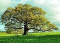 Mengenal Pohon Oak, Manfaat dan Tips Budidaya