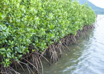Cara Menanam Mangrove Dengan Benar