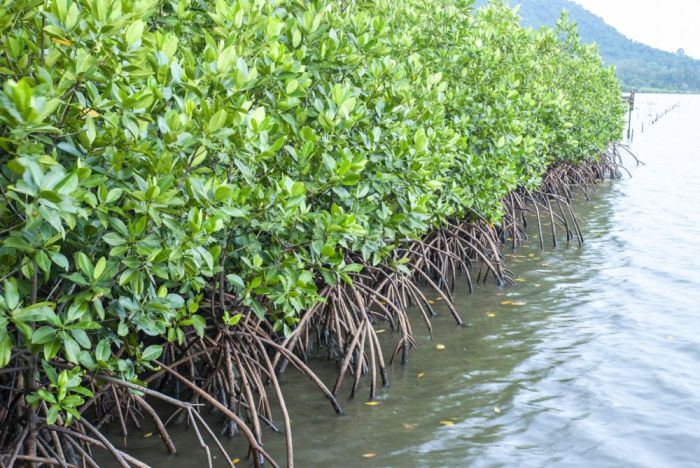 Cara Menanam Mangrove Dengan Benar