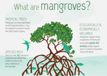 Hutan Mangrove: Ciri-ciri, Fungsi dan Manfaatnya