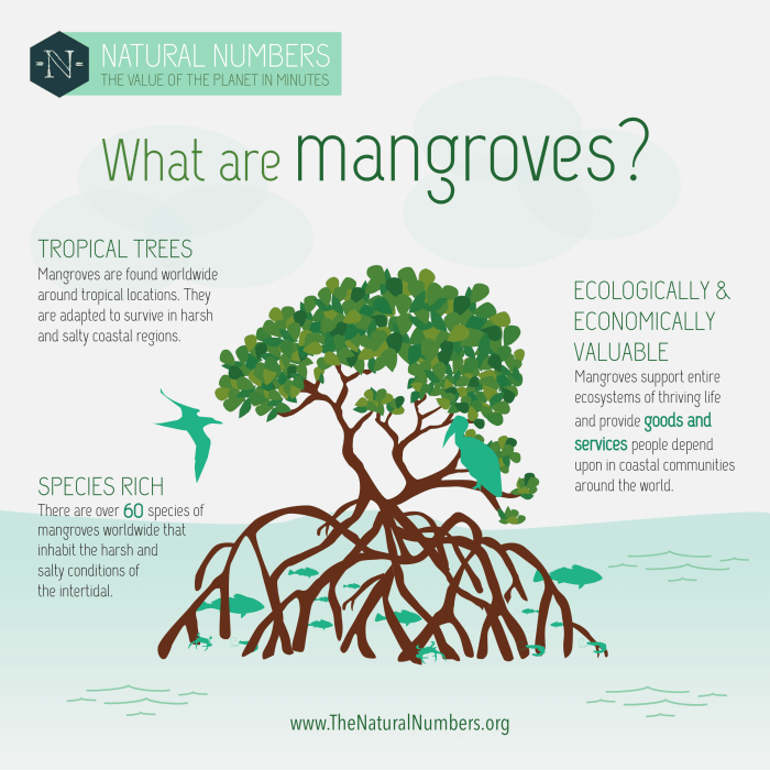 Hutan Mangrove: Ciri-ciri, Fungsi dan Manfaatnya