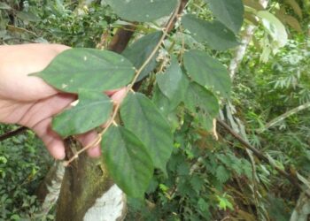 Pohon Bayur: Klasifikasi, Ciri-ciri dan Manfaatnya