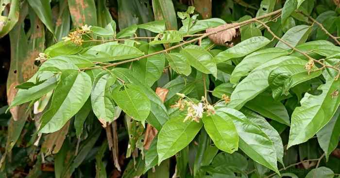 Pohon Bayur: Klasifikasi, Ciri-ciri dan Manfaatnya