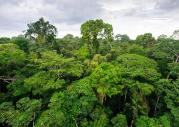 Hutan Hujan Tropis: Pengertian, Ciri-ciri dan Manfaat