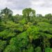 Hutan Hujan Tropis: Pengertian, Ciri-ciri dan Manfaat