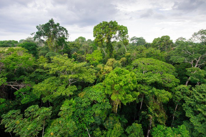 Hutan Hujan Tropis: Pengertian, Ciri, Manfaat, Hutan Terluas