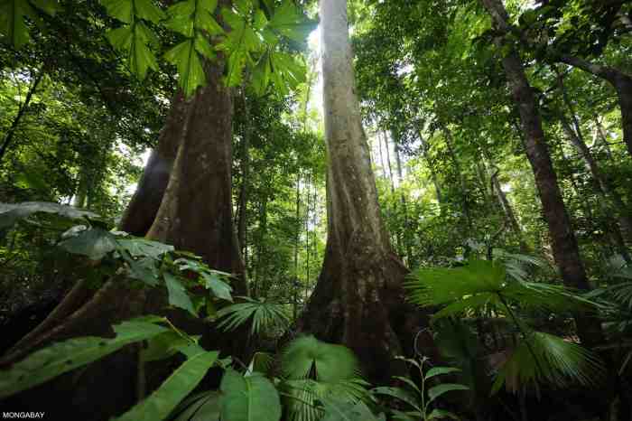 10+ Tumbuhan Hutan Hujan Tropis Indonesia dan Ciri- ...