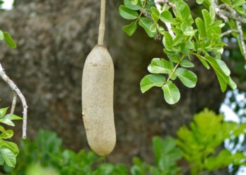 Pohon Sosis - Ciri-Ciri, Manfaat, dan cara Budidaya