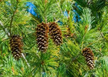 Pohon Cemara: Ciri-ciri, Manfaat dan jenisnya