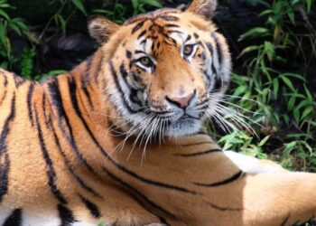 10+ Hewan Endemik Asli Indonesia dan Gambarnya