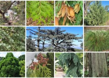 Keistimewaan Pohon Cedar atau Pohon Aras