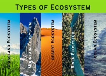 Ekosistem Hutan: Pengertian, Jenis, Ciri, Komponen