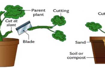 Stek : Cara Vegetatif Untuk Memperbanyak Tanaman