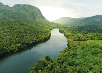 Mengenal Jenis Hutan yang Tersebar di Seluruh Dunia