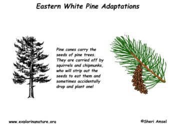 Pohon Pinus: Ciri-ciri, Habitat dan Manfaatnya ...