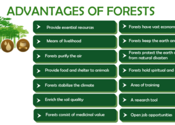 Mengenal Hutan Lindung dan Fungsi serta Manfaatnya