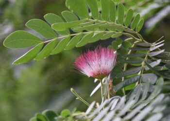 Pohon Sengon: Klasifikasi, Ciri-ciri, Jenis dan Manfaat