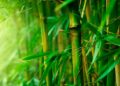 Bambu: Jenis, Ciri-ciri dan Manfaatnya