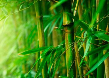 Bambu: Jenis, Ciri-ciri dan Manfaatnya