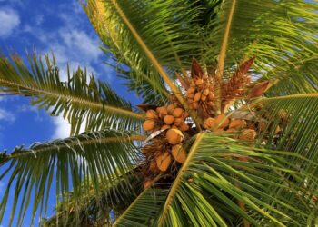 Pohon Kelapa: Klasifikasi, Ciri-ciri dan Manfaat (Up 2022)